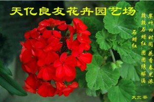 銀葉菊、醉蝶花與繁星花市場(chǎng)概覽及水果行業(yè)觀察